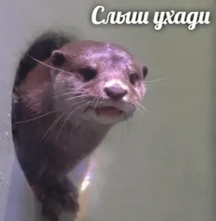 🏃 Слыш ухади otter, animal, funny, cute, meme, text telegram sticker