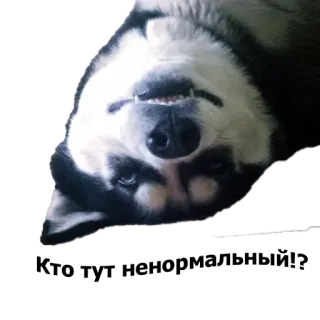 😁 dog, husky, pet, animal, cute, portrait whatsapp sticker