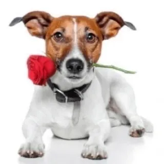 🌹 dog, rose, animal, cute, pet, jack russell telegram sticker