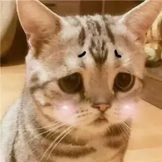 🥺 cat, sad, cute, kitty, pet, animal telegram sticker
