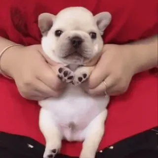 🌟 dog, puppy, french bulldog, animal, cute, pet telegram sticker