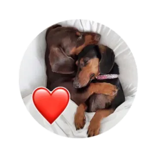 ❤️ dachshund, dogs, love, pets, cute, animals whatsapp sticker
