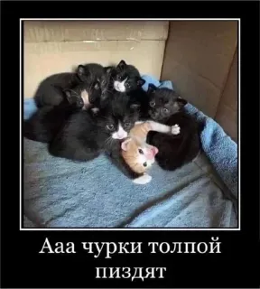 😰 Ааа чурки толпой пиздят Katzen, Kätzchen, Beleidigende Sprache, Rassistisch, Humor telegram sticker
