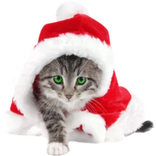 🎅 kucing, anak kucing, natal, topi santa, lucu, liburan telegram sticker
