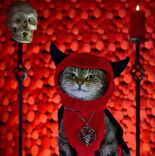 😈 cat, devil, halloween, skull, pentagram, costume telegram sticker