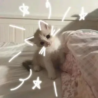 😂 子猫, 猫, 星, 可愛い, ペット, 動物 whatsapp sticker