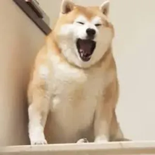 🥱 chien, shiba inu, bâillement, mignon, animal, animal de compagnie telegram sticker
