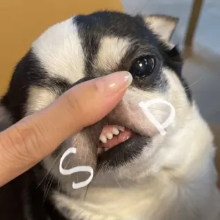 👋 SP perro, chihuahua, animal, mascota, lindo telegram sticker