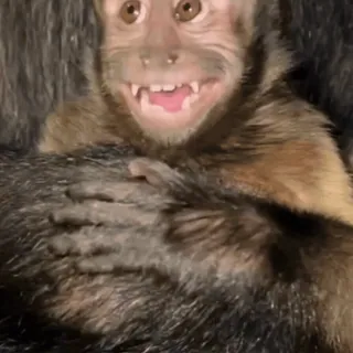 😜 macaco, animal, fofo, mamífero, primata telegram sticker