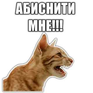 🤔 АБИСНИТИ МНЕ!!! cat, russian, funny, angry telegram sticker