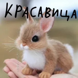 🐰 КРАСАВИЦА lapin, lapin, animal, mignon, beauté, animal de compagnie whatsapp sticker