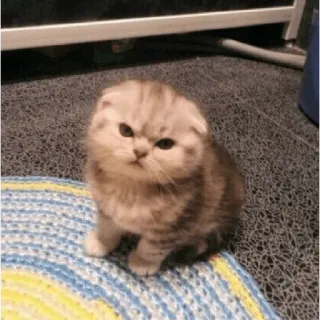 😀 kitten, cat, cute, pet, animal, scottish fold telegram sticker