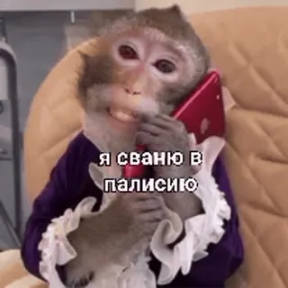 😡 я сваню в палисию telegram sticker