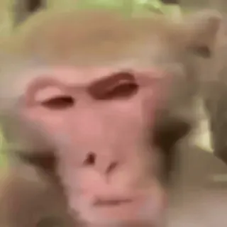 🤪 monkey, animal, primate, meme telegram sticker