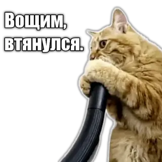 🙈 Вощим, втянулся. cat, vacuum cleaner, funny, animals telegram sticker