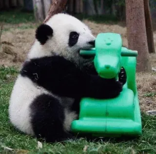 😕 Panda, Animal, Mamífero, Urso, Vida selvagem, Zoológico, Brinquedo telegram sticker
