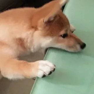 😩 Shiba Inu, chien, chiot, animal, mignon, animal de compagnie telegram sticker