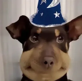 🤩 hond, tovenaar, magie, hoed, huisdier, dier, schattig, grappig telegram sticker