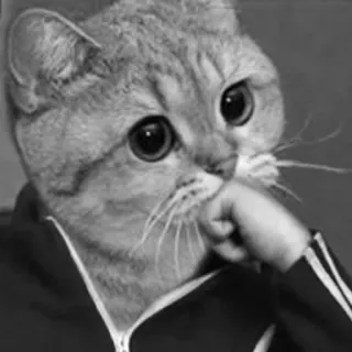 😐 猫, ミーム, 動物, 面白い, かわいい, 擬人化 telegram sticker