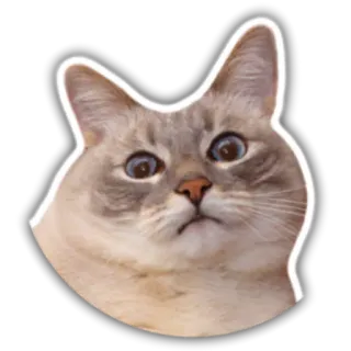 😦 gato, animal, pegatina, mascota, mamífero, gato doméstico whatsapp sticker