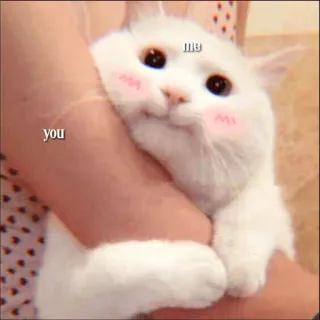 🐈 me you kucing, meme, imut, hewan peliharaan, hewan, lucu telegram sticker