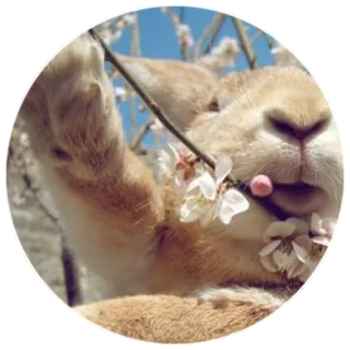 ✋ llama, animal, cute, flower, nature, spring, alpacas telegram sticker