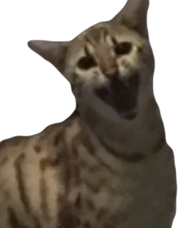 Эти ебучие коты telegram stickers