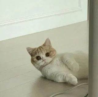 🐈 고양이, 애완동물, 동물, 귀여운, 집고양이, 새끼 고양이, 고양이과 telegram sticker
