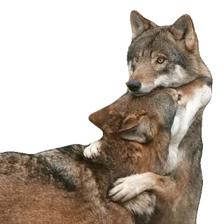 😻 wilk, zwierzęta, przytulanie, czuły, dzika przyroda telegram sticker