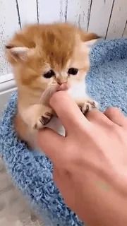 😍 котенок, кошка, милый, животное, питомец, палец, лапа whatsapp sticker