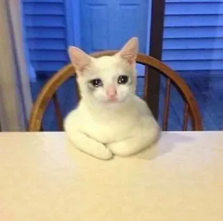 😭 cat, sad, crying, meme, animal, pet whatsapp sticker