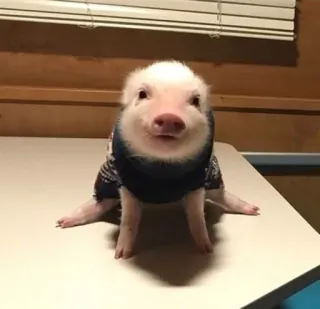 🌟 Ferkel, Schwein, Pullover, Tier, niedlich, Babyschwein whatsapp sticker