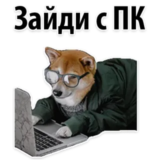 😝 Зайди с ПК dog, laptop, glasses, computer, shiba inu, meme, text, russian telegram sticker