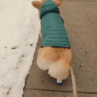 🍑 perro, corgi, nieve, invierno, caminando telegram sticker
