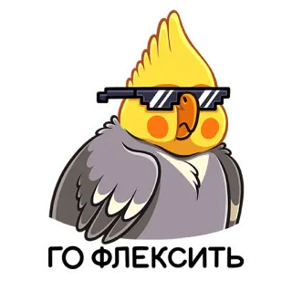 😎 ГО ФЛЕКСИТЬ pássaro, calopsita, óculos, flex, engraçado telegram sticker