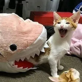 😱 고양이, 상어, 봉제인형, 동물, 애완동물, 웃긴, 밈 telegram sticker