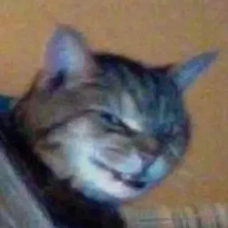 😠 кот, животное, питомец, кошачий, домашний кот telegram sticker