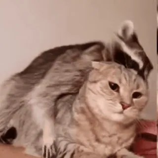 🐱 кот, животное, питомец, домашний, милый telegram sticker