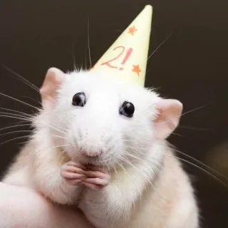 🐀 2! szczur, zwierzę, słodki, impreza, urodziny, gryzoń telegram sticker