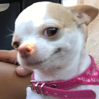 😏 cane, chihuahua, animale domestico, animale, cucciolo, cane piccolo, carino telegram sticker