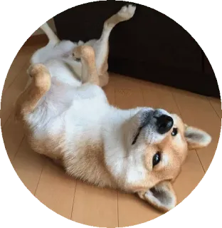 😏 개, 시바견, 귀여운, 동물, 애완동물, 노는 telegram sticker