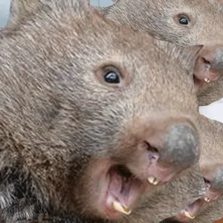 ⚾ Wombat, animal, marsupial, mignon telegram sticker
