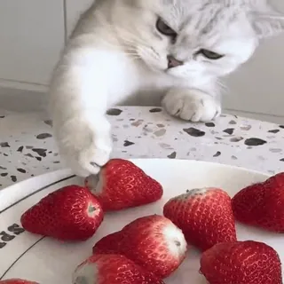 🐈 кот, клубника, питомец, фрукт, животное, милый, еда whatsapp sticker