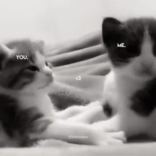 ❤ YOU. ME. kucing, meme, hubungan, imut, binatang, hewan peliharaan telegram sticker