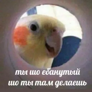 🤨 ты шо ебанутый шо ты там делаешь papegaai, vogel, gat, grappig, meme telegram sticker