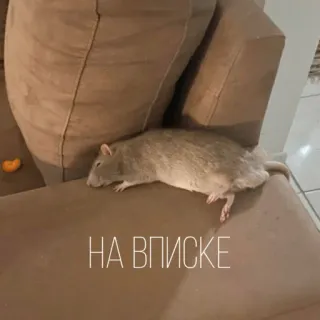 🥳 НА ВПИСКЕ rat, canapé, fête, animal, rongeur telegram sticker