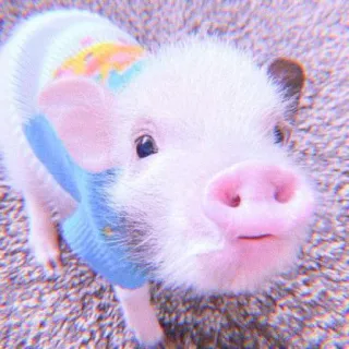 🐽 pig, cute, animal, pet, mini pig telegram sticker