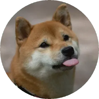 🤭 pies, shiba inu, zwierzę, zwierzak, język na wierzchu, słodki, mem telegram sticker