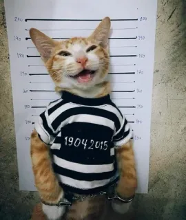 🎃 19042015 gato, prisão, ficha policial, animal, engraçado, animal de estimação whatsapp sticker