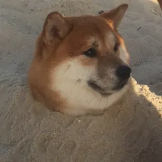 🐶 perro, shiba inu, arena, animal, playa, lindo telegram sticker